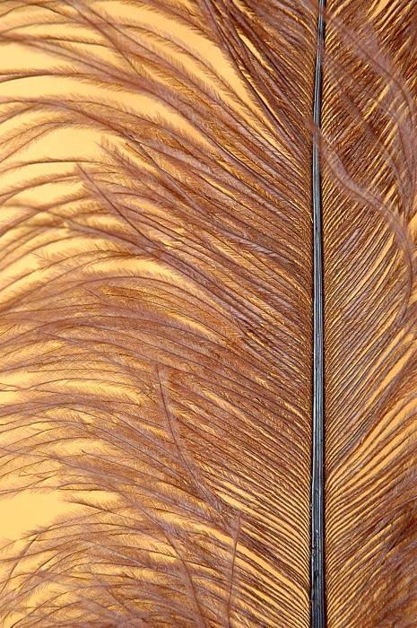 18"-22" Ostrich Feather Brown Pkg/12 - Image 2