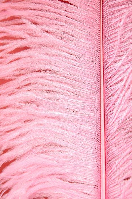 18"-22" Ostrich Feather Light Pink Pkg/12 - Image 2