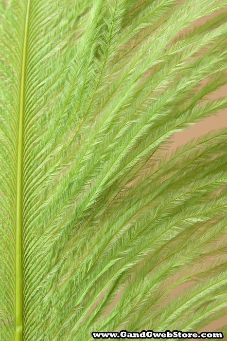 18"- 22" Single Ostrich Feather Lime Green - Image 3