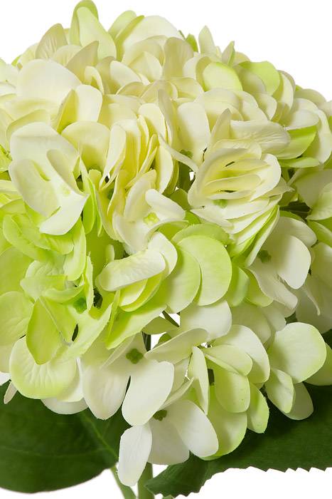 18.5" Silk Hydrangea Bloom W/2 Leaves Green - Image 2