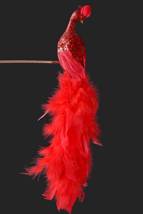 18" Glittered Peacock W/Clip Red
