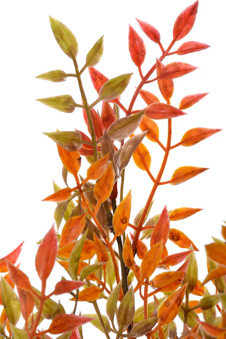 18" Plastic Smilax Bush Green/Orange - Image 2