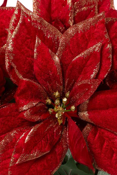 19.5" Metallic Poinsettia Bu.x5 Red/Gold - Image 2