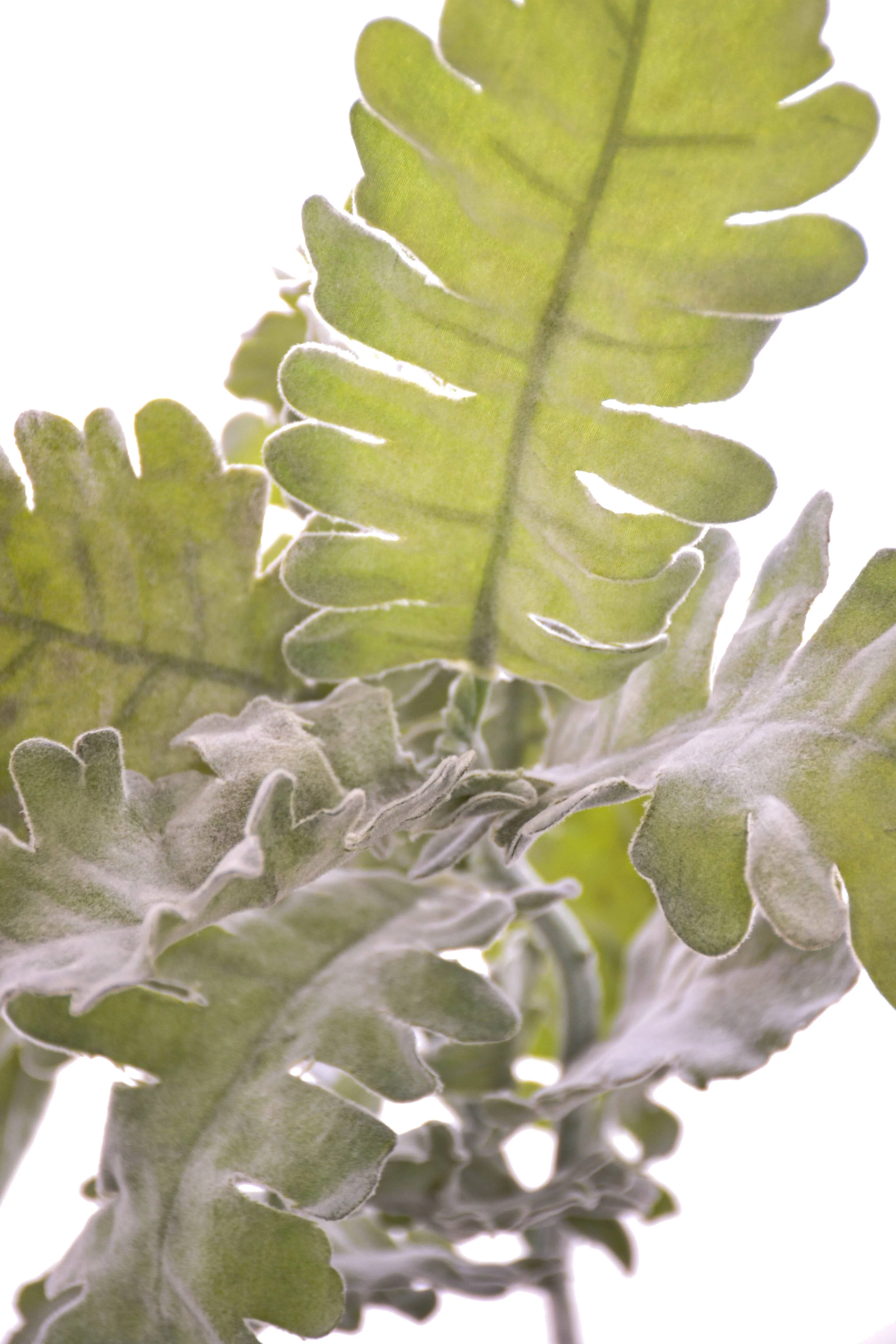 19" Artificial Dusty Miller Spray Green/Grey - Image 2