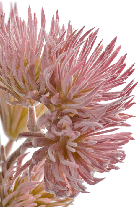 19" Artificial Thistle Spray Lavender - Image 2