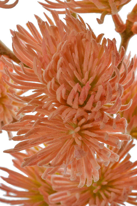 19" Artificial Thistle Spray Peach - Image 2