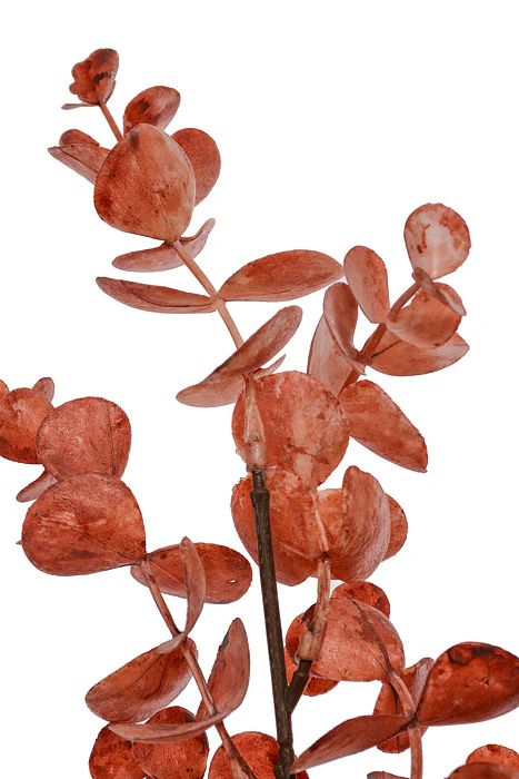 19" Eucalyptus Bundle Coral - Image 2