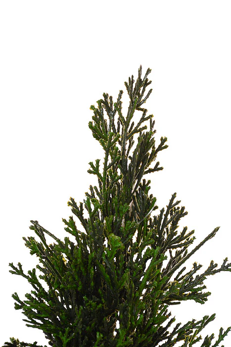 19" Petite Cedar Tree In Velvet Sack With Bells Green/Red - Image 2