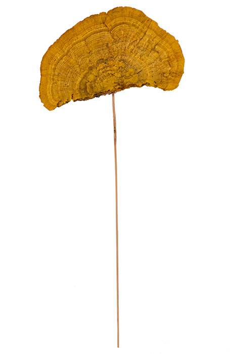 19" Sponge Mushroom/Stem Goldenrod Pkg/6 - Image 3
