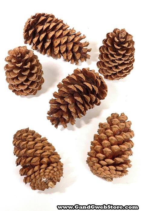 2.5-4" Medium Pine Cones Natural Package - Image 2