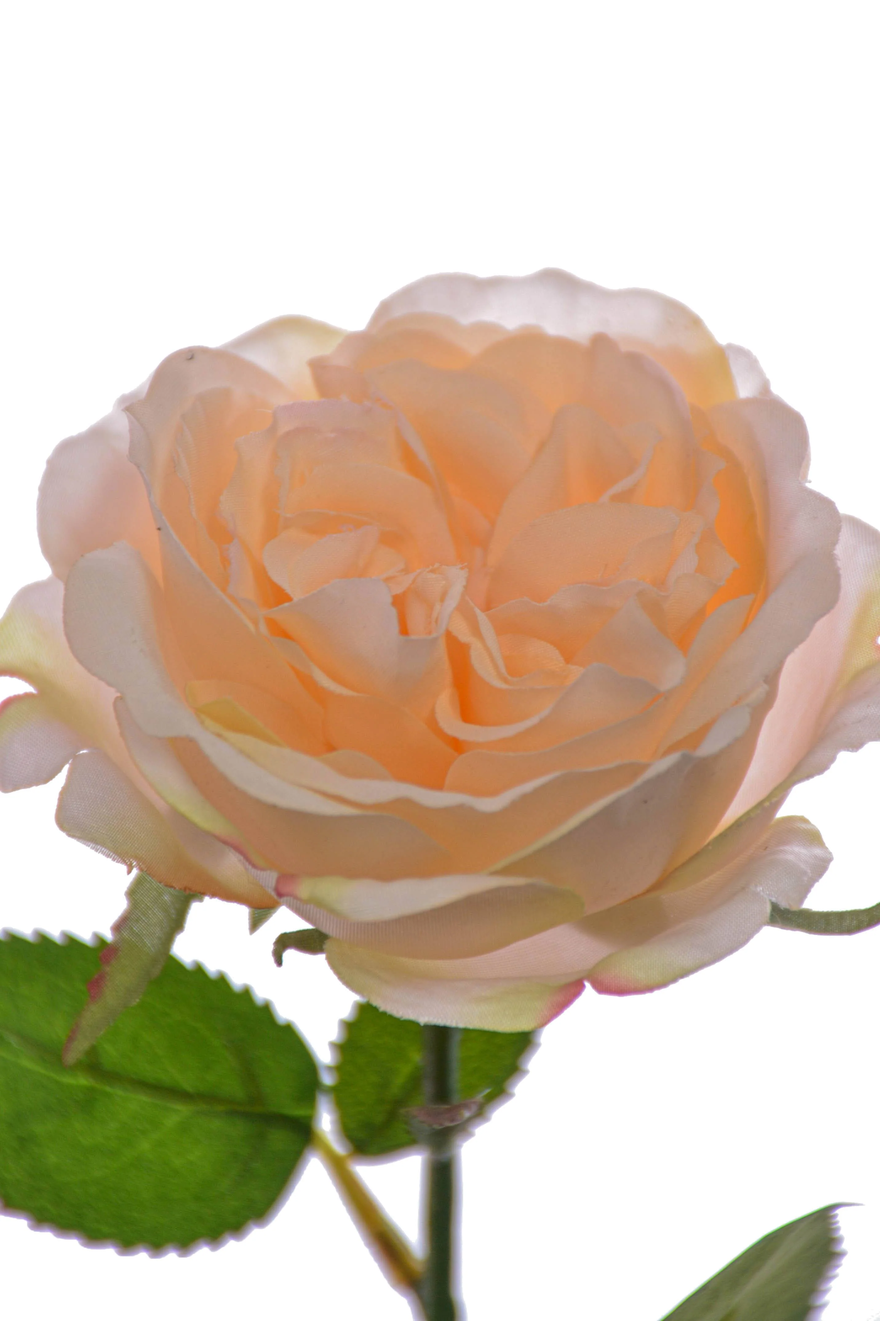 20.5" Rose Spray Pastel Apricot - Image 2