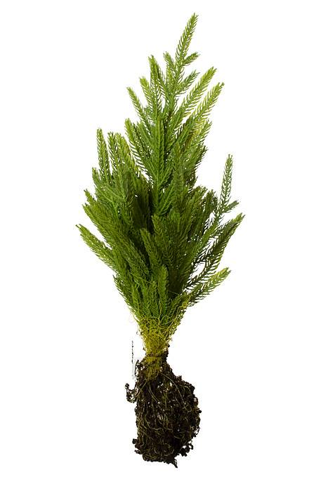 20" Artificial Norfolk Pine Sapling Natural/Green