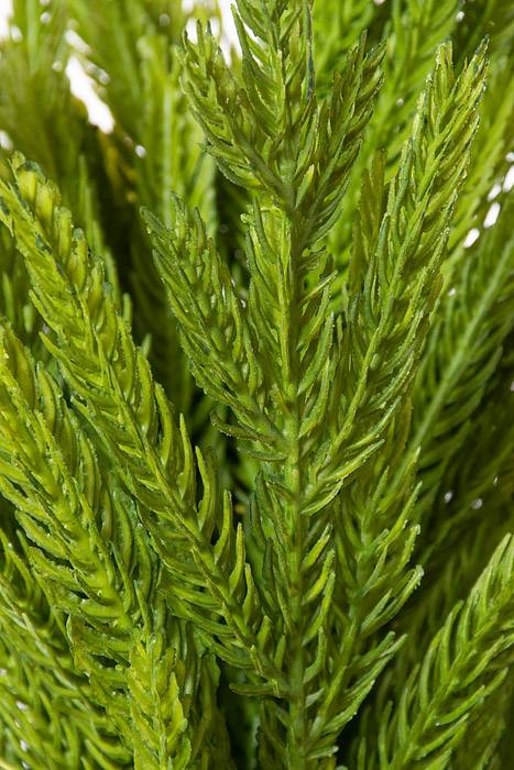20" Artificial Norfolk Pine Sapling Natural/Green - Image 2