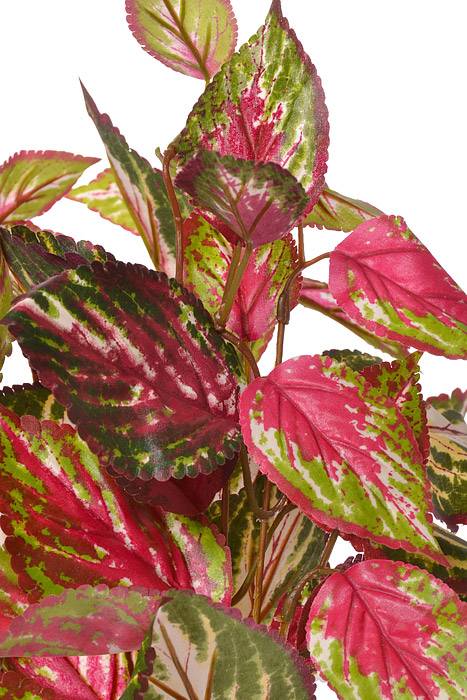 20" Coleus Bush Burgundy/Green - Image 2