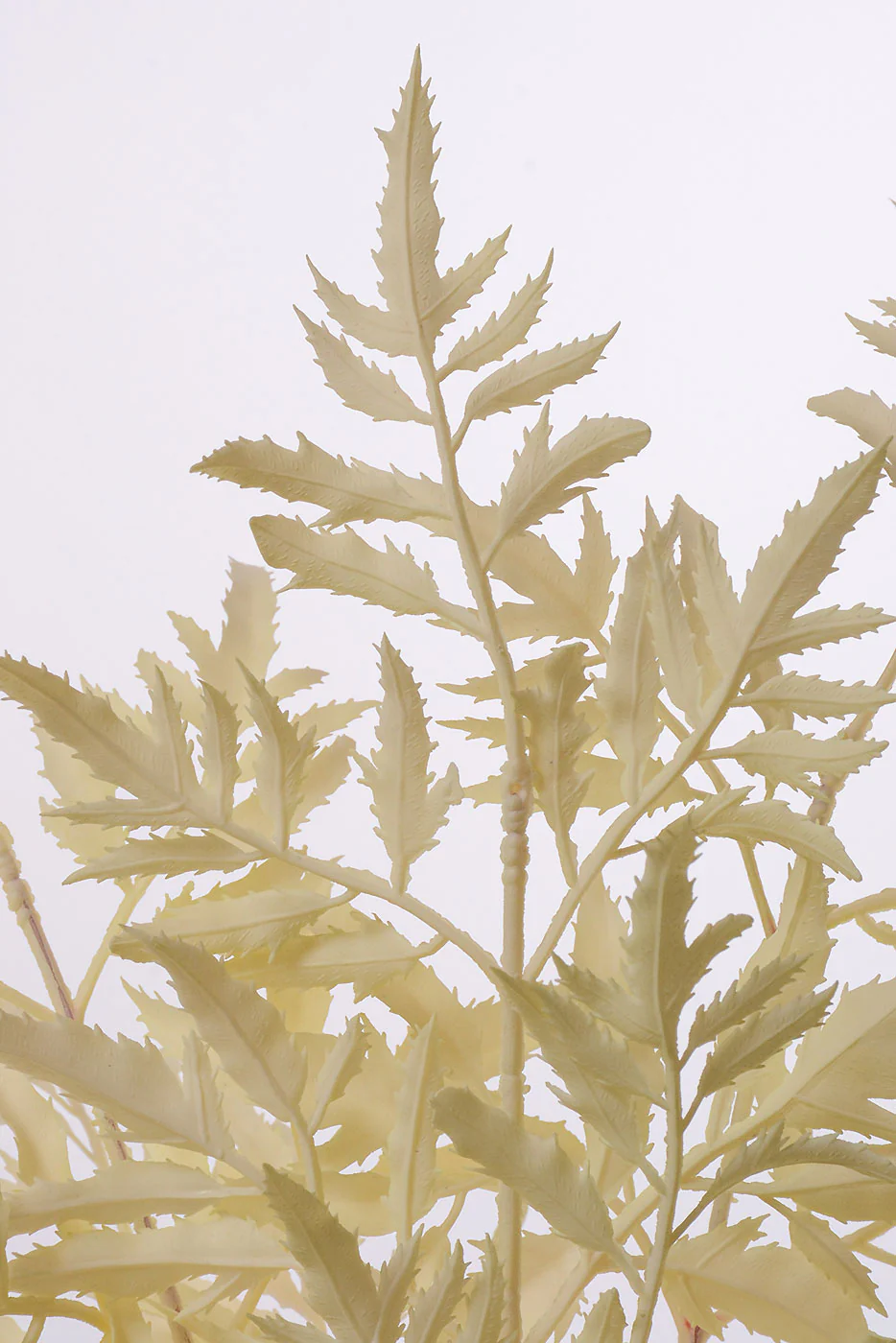 20" Fern Bush Cream - Image 2
