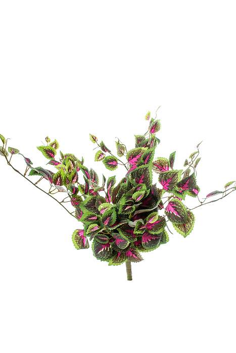 20" Mini Coleus Bush Fuchsia/green