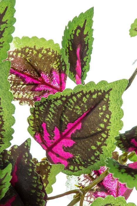 20" Mini Coleus Bush Fuchsia/green - Image 2