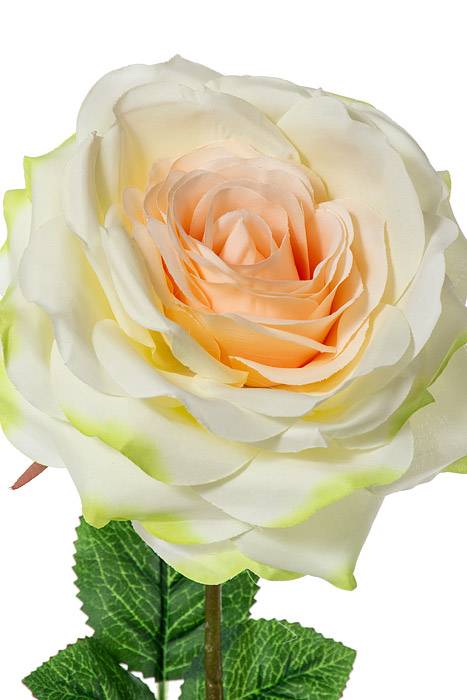 20" Open Rose Spray champagne - Image 2