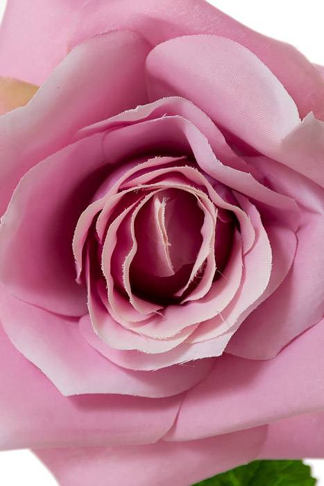 20" Open Rose Stem Lilac - Image 2