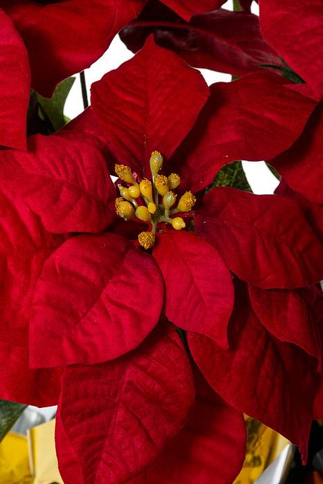 20" Poinsettia Pot Red - Image 2