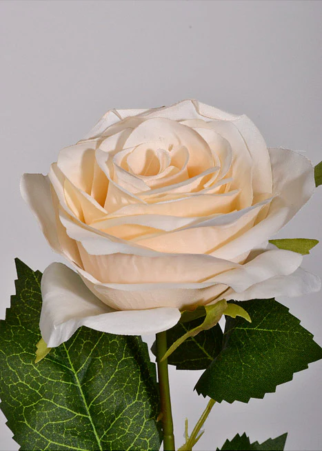 20" Silk Opening Rose Stem Cream - Image 2
