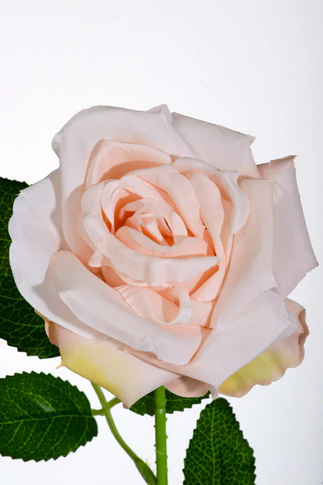 20" Silk Rose W/Thorns Stem Light Peach - Image 2