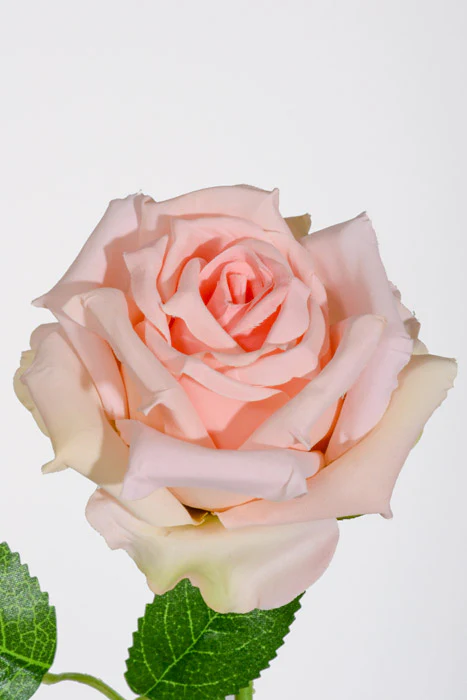 20" Silk Rose W/Thorns Stem Peach - Image 2