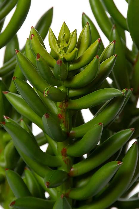 20" Succulent Spray Green - Image 2