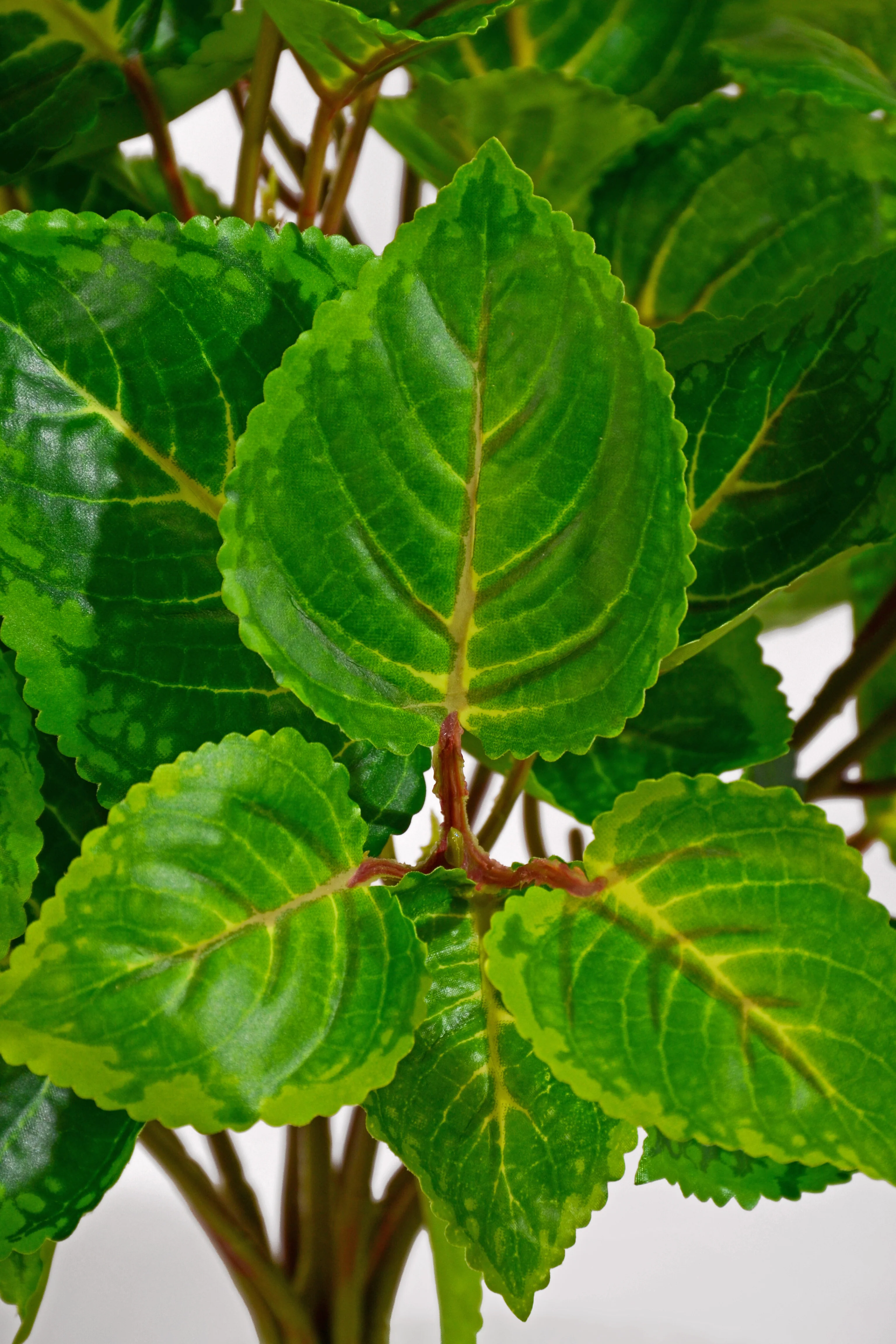 20" Uv Artificial Protected Coleus Bush Green/Cream - Image 2