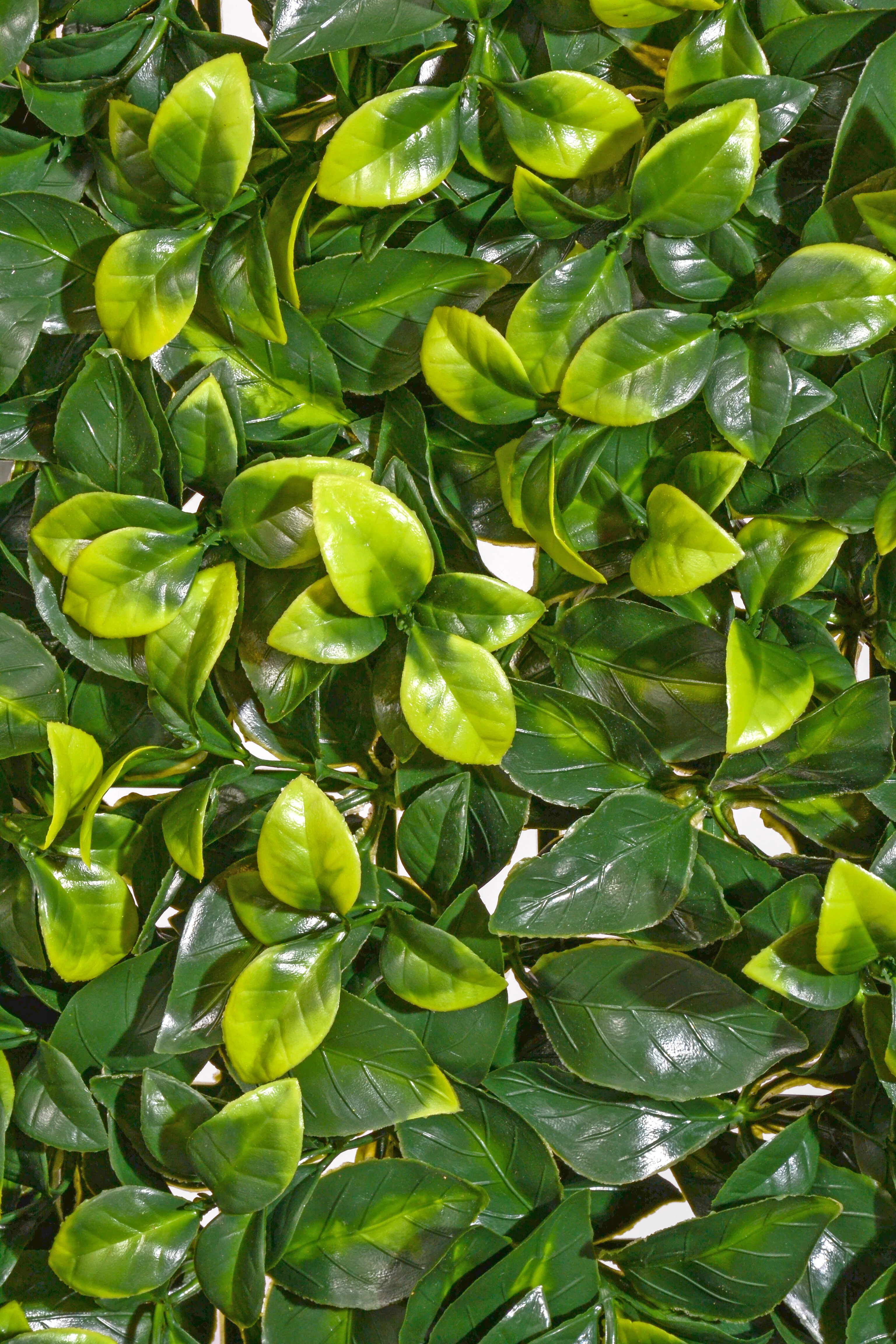 20" UV Boxwood Mat Green - Image 2