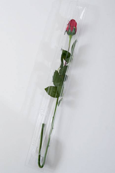 20" X 2" X 2" Small Single Stem Rose Box Clear Pkg/12