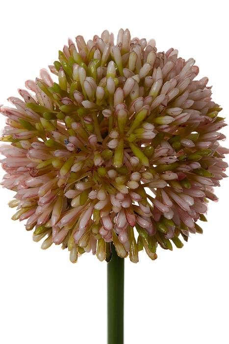 21.5" Allium Spray Mauve - Image 2