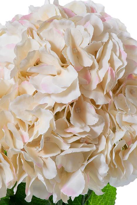 21.5" Silk Hydrangea Bush Blush Pink - Image 2
