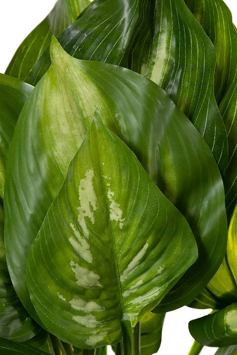 22" Eva Hosta Plant Green/cream - Image 2