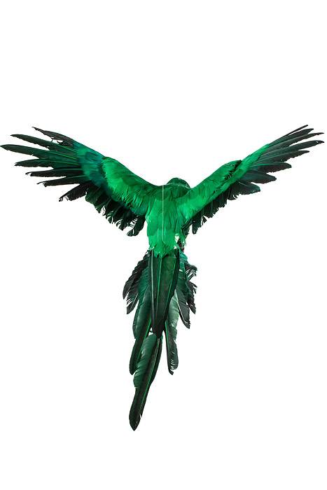 22" Feather Flying Macau Green - Image 2