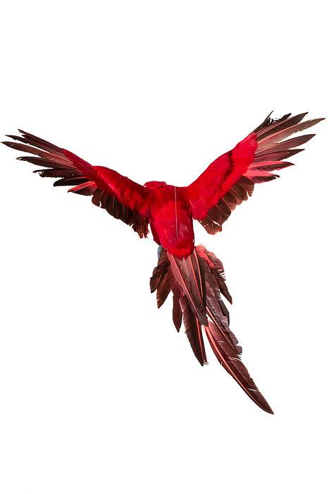 22" Feather Flying Macau Red - Image 2