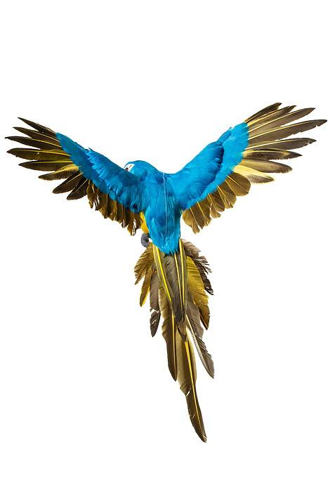 22" Feather Flying Macau Royal Blue/yellow - Image 2