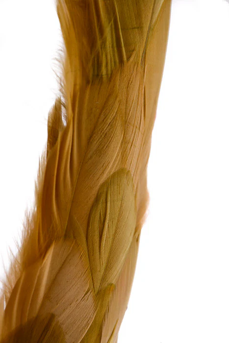 22" Long Tail Feather Glitter Phoenix Gold - Image 3