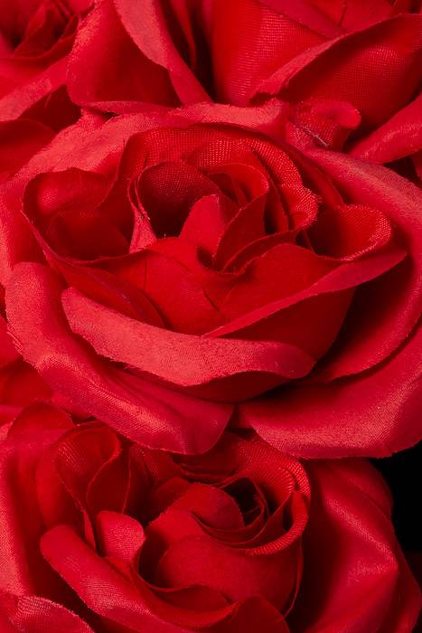 22" Silk Mirco Peach Rose Bush X18 Red - Image 2