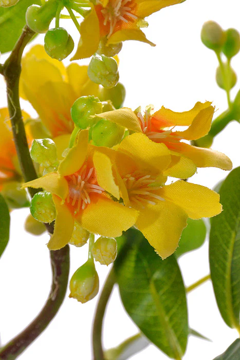 22" Stephanotis Spray Yellow - Image 2