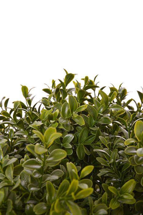 23.5" High Ball Boxwood Topiary Pot Green - Image 2