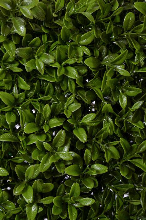 23.5 x 8 x 32"  UV Boxwood Hedge Green - Image 2