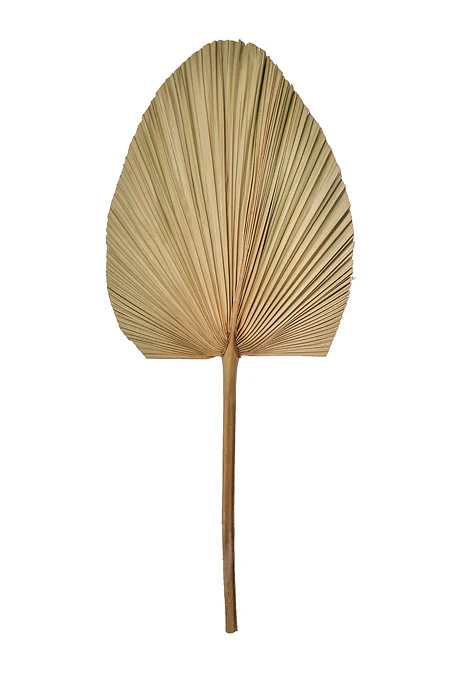 23.50" Dried Palm Leaf Natural Pkg/5 - Image 2