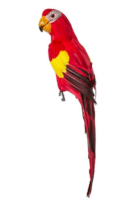 23" Feather Standing  Macau Red