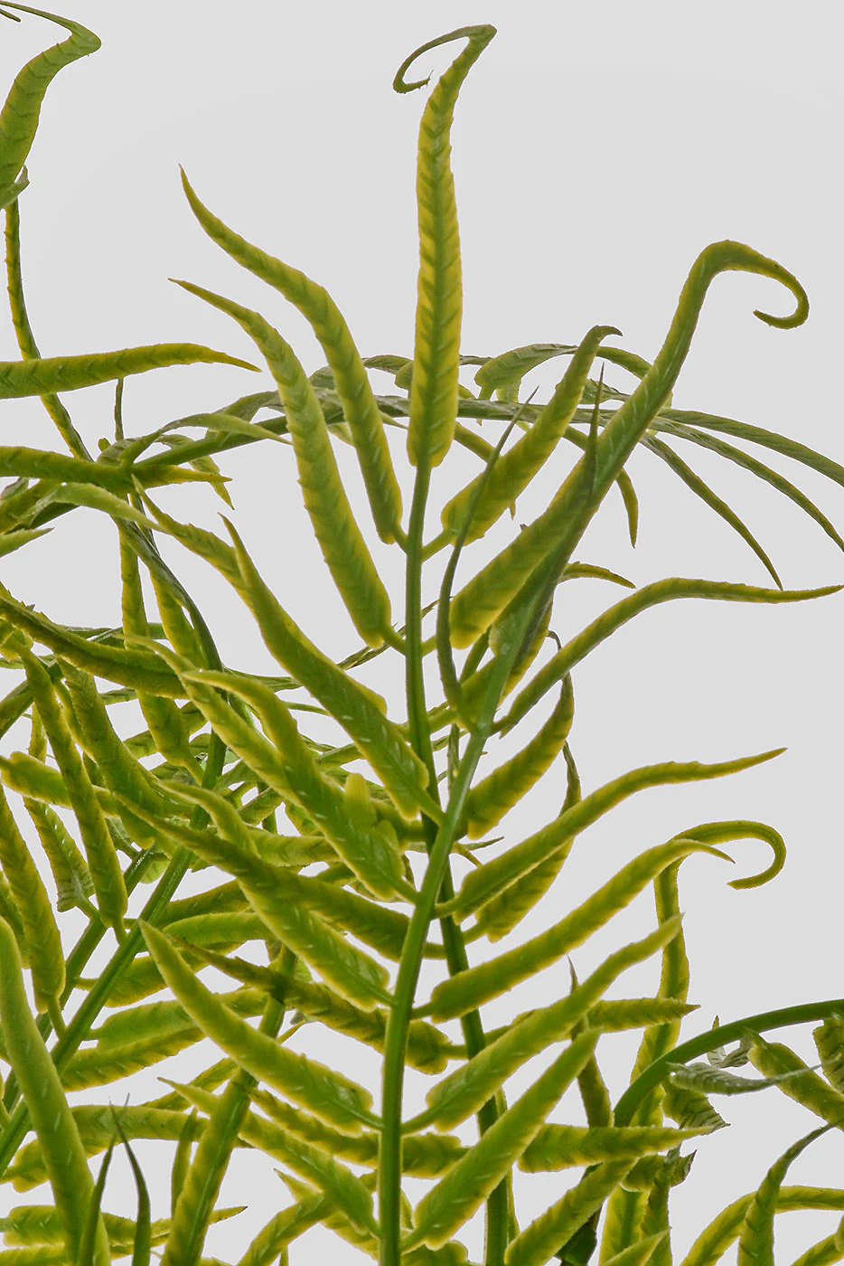 23'' Fern Bush Green - Image 2