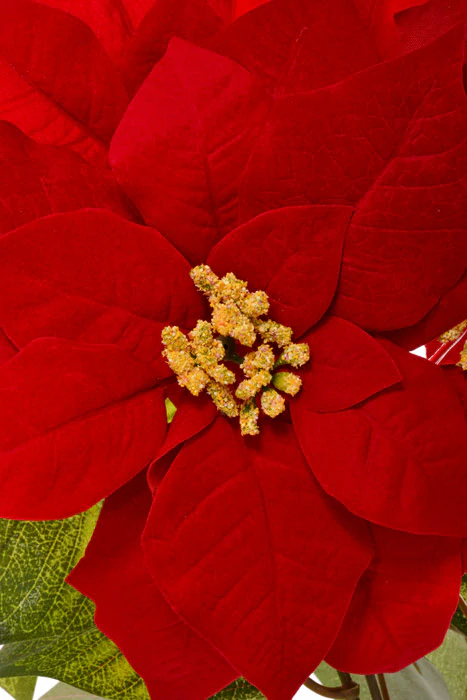 23" Velvet Poinsettia Bush Red - Image 2