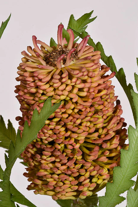 24" Banksia Spray Mauve/Green - Image 2