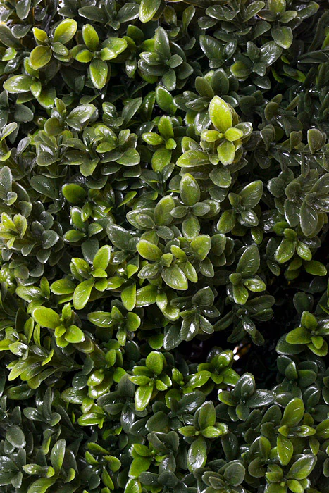 24" Boxwood Topiary Ball Green - Image 2