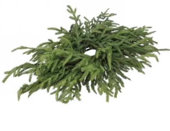 24" Just Cut Norfolk Pine Centerpiece Green