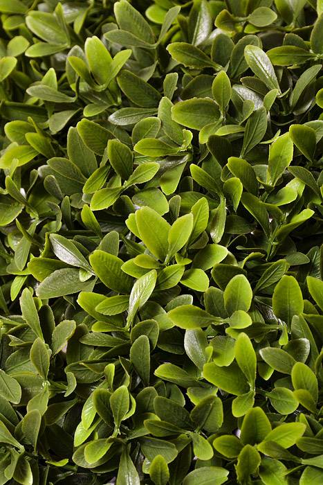 24" Plastic UV Proof American Boxwood Ball Green - Image 2